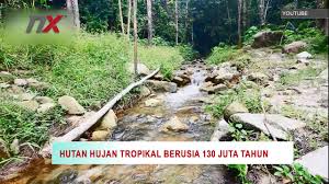 8 tempat unik di malaysia yang perlu anda terokai. Hutan Hujan Tropika Berusia 130 Juta Tahun Hutan Hujan Tropika Belum Temengor Youtube