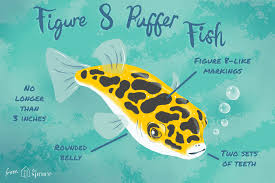 Figure 8 Puffer Fish Fish Breed Profile