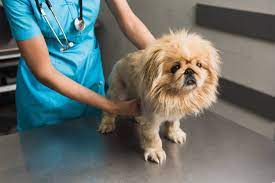 causes of swollen lymph nodes in dogs