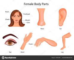Medical Education Chart Of Biology For Female Body Parts
