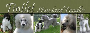 about tintlet standard poodles