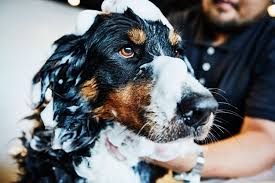causes of dog dandruff and how to get