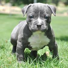 A pitbull pregnancy lasting for 72 days or longer is not normal. Free Download Adopting Blue Pitbull Puppy Wallpaper Scrensaver 799x800 For Your Desktop Mobile Tablet Explore 47 Pitbull Screensavers And Wallpaper Pitbull Wallpapers For Desktop