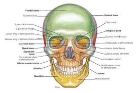 Jika tidak ada tulang dalam rangka tubuh manusia, maka tubuh akan jatuh. Pengertian Tulang Manusia Sistem Fungsi Rangka Jumlah Gambar