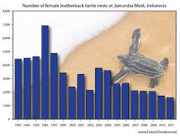 Endangered Sea Turtles How Sea Turtles Became Endangered
