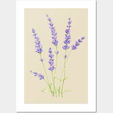 Lavender Posters And Art Prints