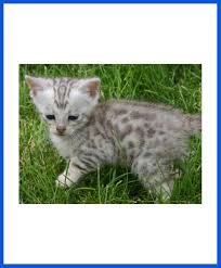 It is advised that they be exclusively indoor cats as what does a bengal cat eat? All Types Of Cats Kittens For Sale All Over India Transportation Free Poddarkennel