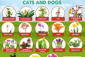 Poisonous Plants Foods For Dogs