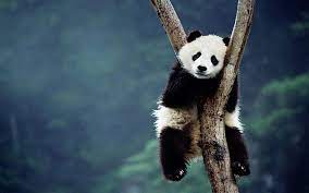 you can panda bear here panda bear