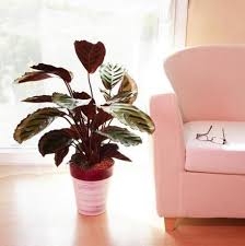 It contains a compound called coumarin. How To Remove Dead Dry Leaves On A Calathea Makoyana Calathea Pet Friendly House Plants Plants