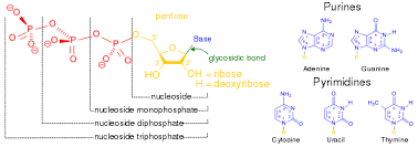 Nucleic Acid Metabolism Wikipedia