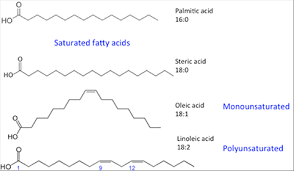 vegetable oils and fats