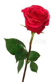 Image result for scarlet rose flower