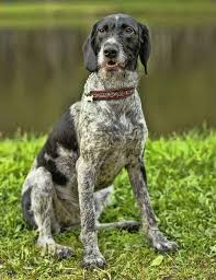 The german shorthaired pointer (gsp) is a medium to large sized breed of dog developed in the 19th century in germany for hunting. The Willful Stubborn German Wirehaired Pointer Temperament And More