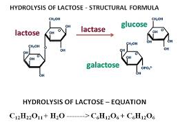 the hydrolysis of lactose