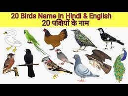 20 birds names in english and hindi