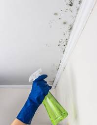Solved What Kills Mold In The Home