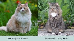 norwegian forest cat vs domestic long