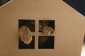 maison en carton pour chat les diy