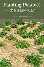 Potatoes grow in most soil types, but crop best in loose, fertile soil in full sun. Planting Potatoes The Easy Way With Straw Updates An Oregon Cottage