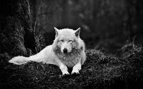 Cool White Wolf Wallpapers - Top Free ...