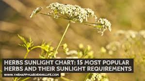 Herbs Sunlight Chart 15 Most Popular Herbs And Their