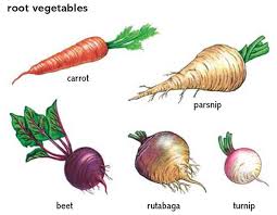 Other vegetables often included in this group are sweet potatoes, carrots, beets, parsnips, jicama, leeks, and jerusalem artichokes, to name just a few. 10 Root Vegetables Project Ideas Root Vegetables Vegetables Root