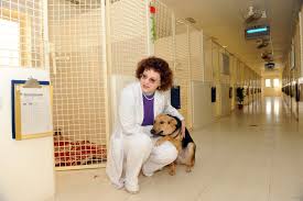 Top rated pet boarding professionals. Dog Care Abu Dhabi Falcon Hospital