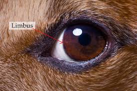dog eye melanoma types symptoms and