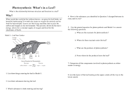 a leaf lecture notes biology docsity