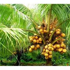 Dwarf Coconut Tree