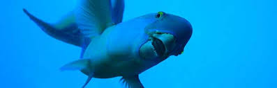 Many aquarists compare the shape and motions of the mouth to that of a bird's beak. Parrot Fish