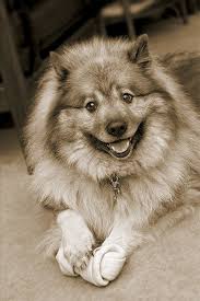 Keeshond Dog Breed Information Pictures Characteristics
