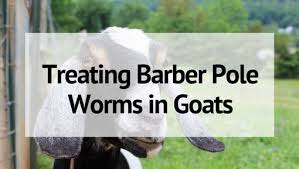 barber pole worms in goats