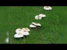 With Mushrooms In Your Lawn Or Garden