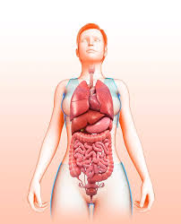 In the human body, there are five vital organs that people need to stay alive. Female Body Organs Photograph By Pixologicstudio Science Photo Library