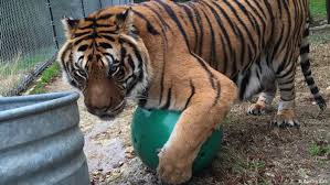 Tigers Prowl Texas Backyards Environment All Topics From