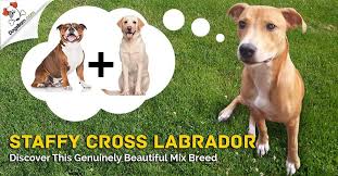 Staffordshire bull terrier rescue dogs loki. Staffy Cross Labrador Staffador Ultimate Guide Dogsbarn