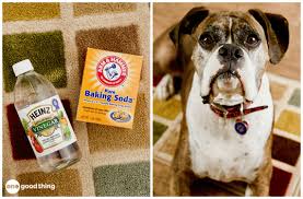 how to remove pet stains from carpet