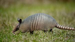 how to keep armadillos out of your yard