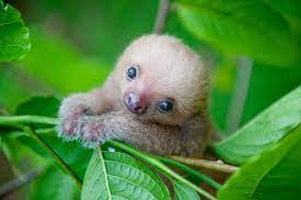 40 baby sloth wallpapers backgrounds