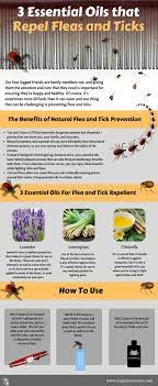 3 essential oils that repel fleas and