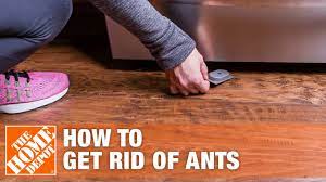 how to get rid of ants the