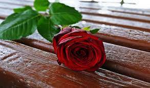 red rose rose flower rose romantic