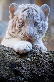 baby tiger s cute snow tigers
