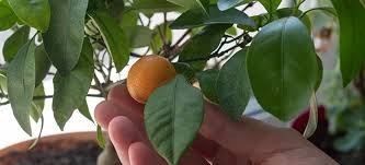 How Tall Do Citrus Dwarf Trees Grow