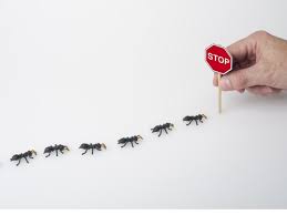 In dieser video anleitung zeige ich euch, 2 methoden, wie ihr ameisen im rasen effektiv bekämpfen und entfernen könnt. Ameisen Im Haus So Vertreiben Sie Die Eindringline