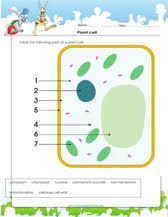 plant and cells worksheets