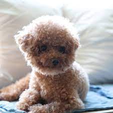 facts about teacup dog breeds