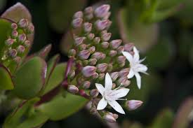 Maturity and sunlight, as with many other flowering succulent plants, are the keys to encouraging jade plant flowers. Jade Plant Poisoning In Cats Symptoms Causes Diagnosis Treatment Recovery Management Cost